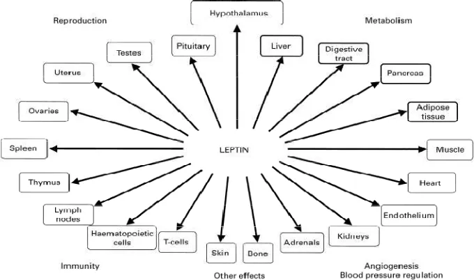 Gambar 2.8. Lokasi dan fungsi reseptor leptin pada efek perifer (Fruhbeck, 2001) 
