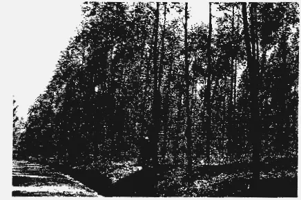 Gambar I. Hutan Tanaman Industri Eucalyptus spp pada PT. Toba Pulp Lestari 