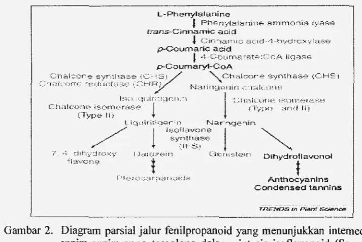Gambar 2. Diagram parsial jalur fenilpropanoid yang menunjukkan intemediat dan enzim-enzim yang tergolong dalam sintesis isoflavonoid (Sreevidya et al., 2006 ; Gonzales et a/., 201 0) 
