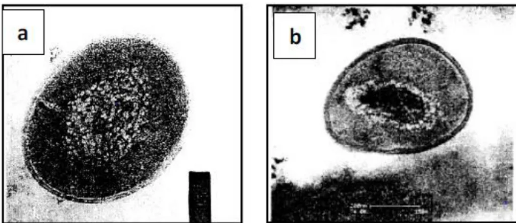 Gambar 23. Bakteri staphylococcus aureus pada Pengamatan SEM (a)  Bakteri Sehat dan (b) Bakteri yang diberi Nanopartikel Perak (Feng  
