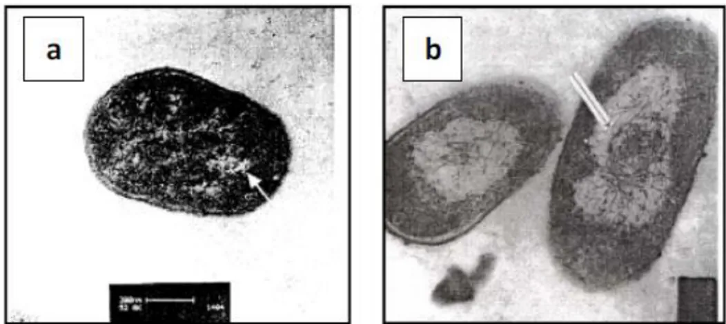 Gambar 24. Bakteri Escherichia coli pada Pengamatan SEM (a) Bakteri  Sehat, dan (b) Bakteri yang diberi Nanopartikel Perak (Feng 
