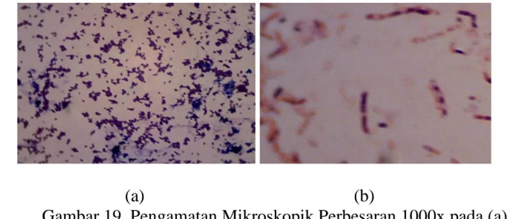 Gambar 19. Pengamatan Mikroskopik Perbesaran 1000x pada (a)  Staphylococcus aureus ATCC 25924 dan (b) Escherichia coli ATCC 35218  