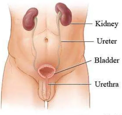Gambar 1. Anatomi Urogenital (Thompson, 2012) 