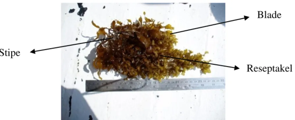 Gambar 2. Morfologi Sargassum crassifolium yang diambil dari Pulau Pari,  Kepulauan Seribu 