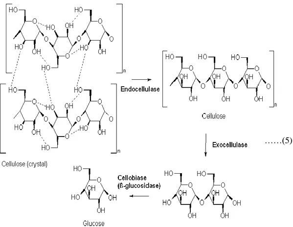 Gambar 12. Tahapan proses hidrolisis enzim polisakarida menjadi monosakarida  ……(5) 