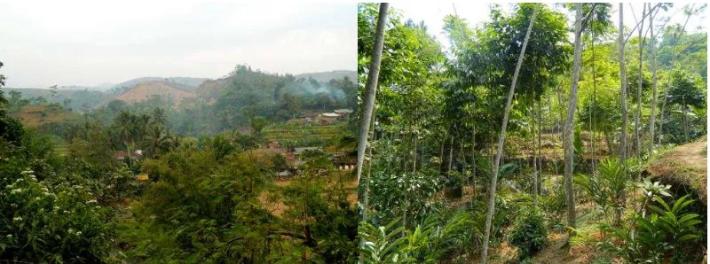 Gambar 6  Perbedaan lahan HGU yang gundul dan lahan agroforestry masyarakat (kiri), hasil MDM oleh masyarakat Kampung Lengkong (kanan) 
