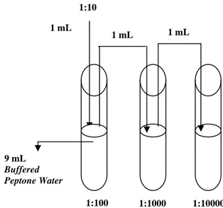 Gambar A.1  -   Tingkat pengenceran menggunakan larutan pengencer Buffered  Peptone  Water (BPW) A.11.2.5     Perhitungan   Fn x )(koloni/mL totallempengAngka Keterangan: 