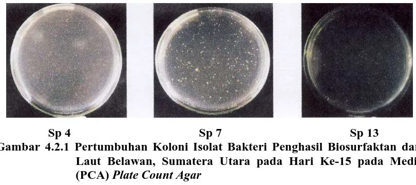 Gambar 4.2.1 Pertumbuhan Koloni Isolat Bakteri Penghasil Biosurfaktan dari Laut Belawan, Sumatera Utara pada Hari Ke-15 pada Media (PCA) Plate Count Agar 