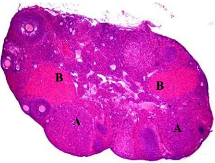 Figure 5.5. Photomicrograph of ovarian histology of premutation mice. showing recent corpora lutea determined by its appearance as a large rounded shaped structure without oocyte in the middle and stained homogeneously bright blue because it is contain of 