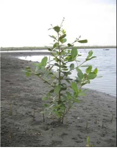 Gambar 1. Salah satu jenis mangrove yang tumbuh alamiSumber: Koleksi pribadi