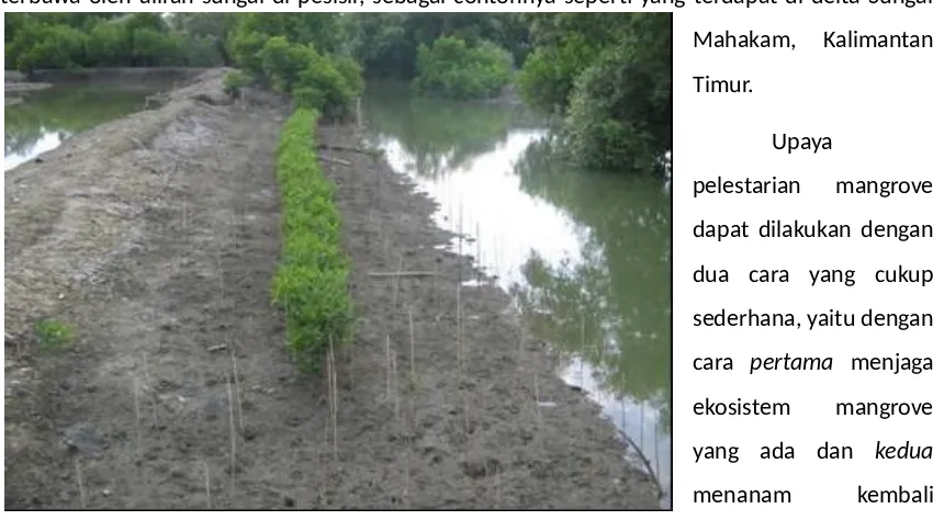 Gambar 2. Penanaman kembali mangrove di sepadan sungaiSumber: Koleksi pribadi