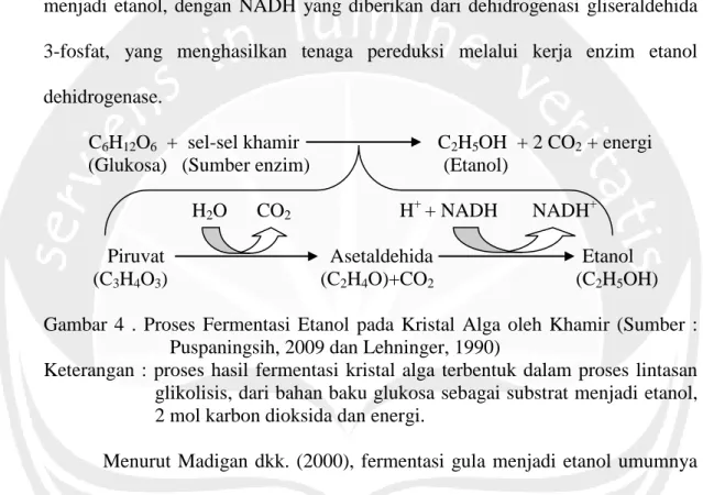 Gambar  4  .  Proses  Fermentasi  Etanol  pada  Kristal  Alga  oleh  Khamir  (Sumber  :  Puspaningsih, 2009 dan Lehninger, 1990) 