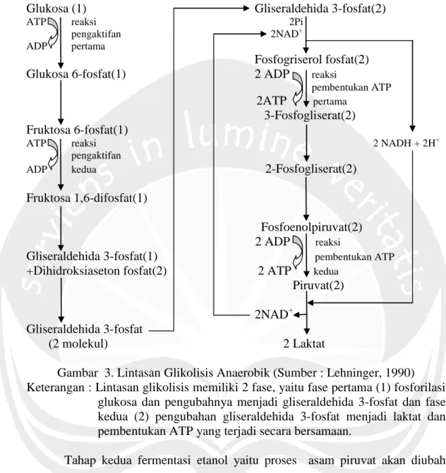 Gambar  3. Lintasan Glikolisis Anaerobik (Sumber : Lehninger, 1990)  Keterangan : Lintasan glikolisis memiliki 2 fase, yaitu fase pertama (1) fosforilasi 
