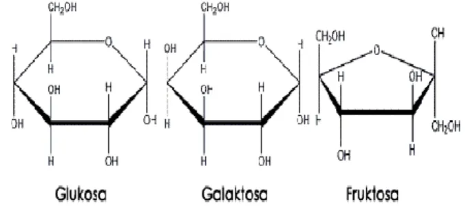 Gambar 2.2 Struktur Monosakarida (Anonim,  2009) 