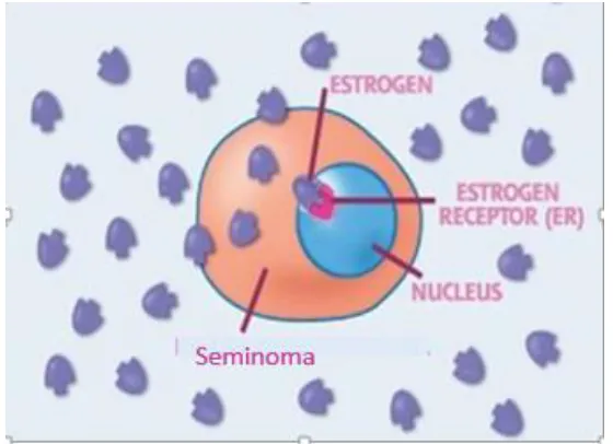 Gambar 2 Ikatan Hormon Estrogen dengan ER pada Seminoma Diunduh dari http://trialx.com/curebyte/2011/06/16.htm34 
