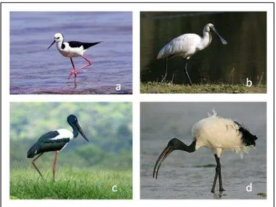 Gambar 6. Beberapa jenis burung migran yang secara berkala berkunjung  dan