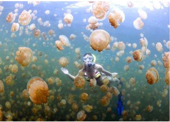 Gambar 3 . Spesies ubur-ubur D Tripedalia cystosphora2012)upside-down  jellyfishm); C