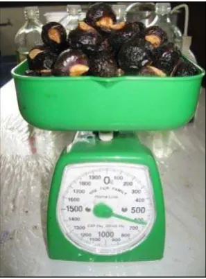 Gambar 5. Penimbangan buah  lerak 