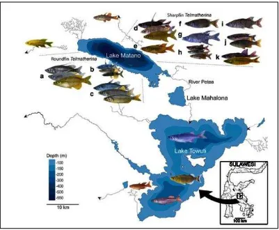 Gambar 6. Kiri: Ikan endemik Danau Matano, Telmatherina sarasinorum.Kanan: Ikan endemik Danau Towuti, Glossogobius flavipinnis.