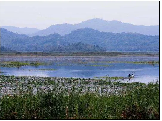 Gambar 3. Danau Rawatumbuhan air seperti rerwa Taliwang yang dangkal banyak ditumbuhi be rerumputan Phragmites (kiri) dan teratai Nymphaebuhi berbagai jenisphaea (kanan)