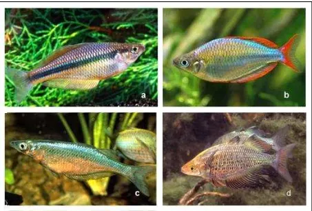 Gambar 5. Beberapa ikan pelangi endemik yang terdapat di Danau Rombebai. a); b); c)