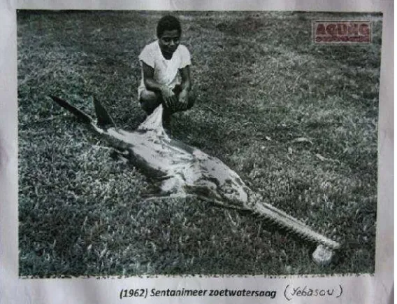 Gambar 6. Foto lawas (tahun 1962)menunjukkan ikan  hiu Sentani berukuran sekitar 3 m