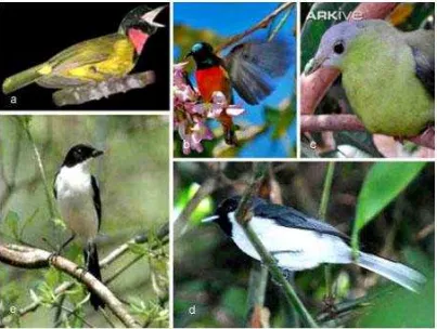 Gambar 8. Beberapa spesies burung endemik di Taman Nasional Kelimutu. a.Kancilan Flores (Pachycephala nudigula); b