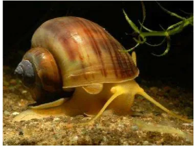 Gambar 8. Keong emas (Pomacea