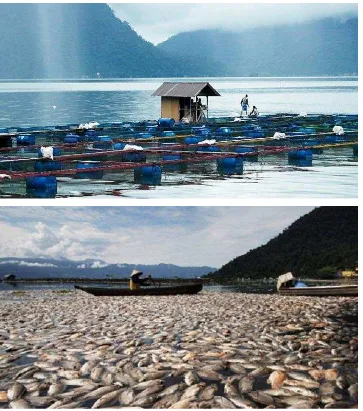 Gambar 7. Atas: Budidaya ikan dengan Karamba Jaring Apung berkembangdengan sangat pesat di Danau Maninjau (http://travel.kompas.com) 