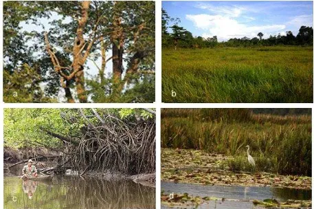 Gambar 2. Tipe ekosistem di Taman Nasional Rawa Aopa Watumohai: a) hutanhujan pegunungan dataran rendah;   b) savanna; c) mangrove; d) rawa.