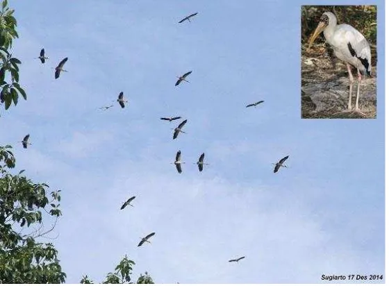 Gambar 5 . Burung bluwok/aroweli (Mycteria cinerea)di Taman Nasional Rawa Aopa Watumohai