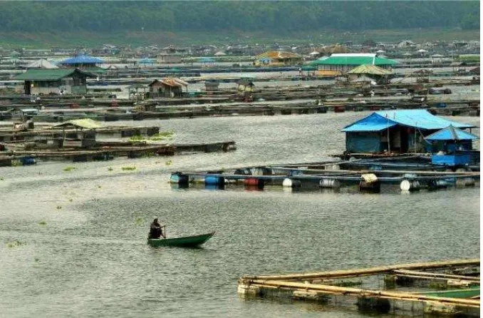 Gambar 9. Kematian massal ikan di KJA (Karamba Jaring Apung) diDanau Toba pada pekan pertama bulan Mei 2016 mengakibatkan lebih