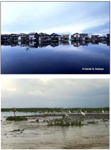 Gambar 9.9. Atas: Kampung terapung di Danau Jempangksukarya.com). Bawah: Burung kuntul di Danau Jng(http://www.denieksuka(wikimedia.org)nau Jempang