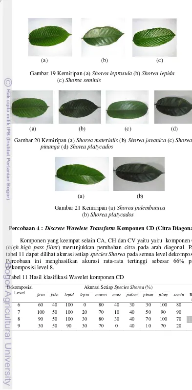 Gambar 20 Kemiripan (a) Shorea materialis (b) Shorea javanica (c) Shorea 