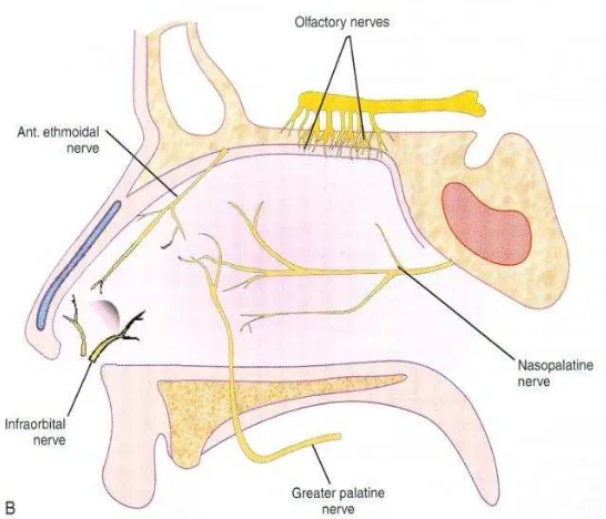 Gambar 2.6. Persarafan hidung. (A) Ganglion sfenopalatina berada pada 