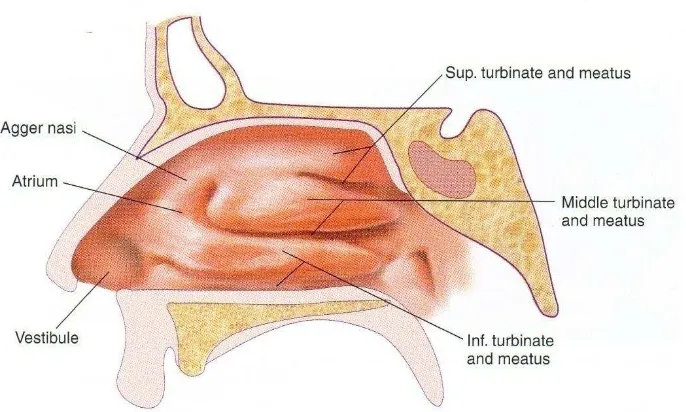 Gambar 2.2. Struktur dinding lateral hidung (Dhingra, 2014) 