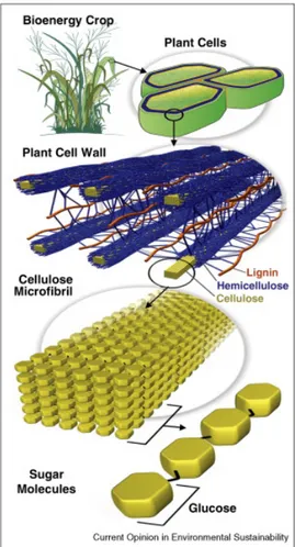 Gambar 1. Ilustrasi susunan komponen dinding sel tanaman 