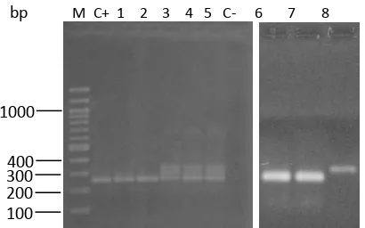 Figure 2. Electrophoresis results of nested PCR assays on 1.5% gel agarose. A speciic DNA fragment is deined about 259 bp
