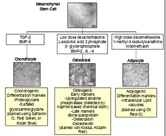 Figure 1. Multitineages differentiation of Mesenchymal Stem Cell (MSC) and additives used to stimulate cell differentiationFigure 1