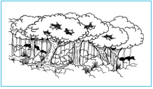 Gambar 4.5 Hutan.