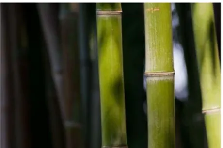 Gambar 1. Tanaman Bambu Apus 