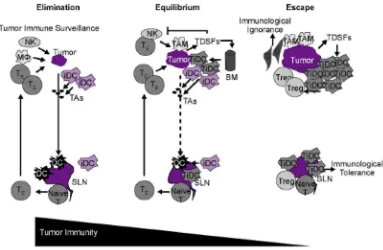 Figure 1. Immunoediting : elimination, equilibrium, escape.3 