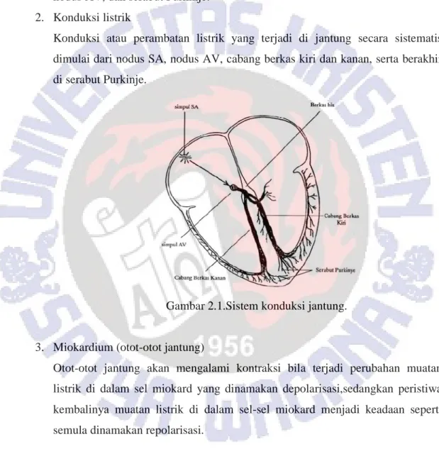 Gambar 2.1.Sistem konduksi jantung.  