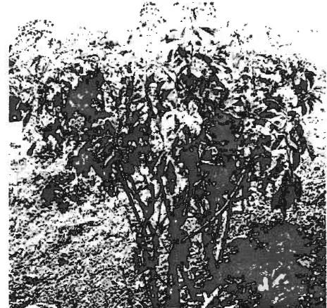 Gambar 3.2 Tumbuhan Vernonia amygdalina Del 