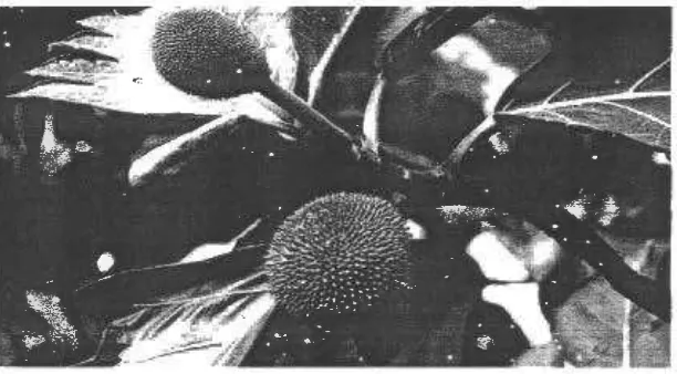 Gambar 3 3 Tumbuhan Artocarpus incisa 