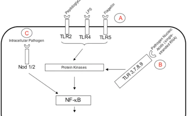 Gambar 1. Mekanisme pengenalan patogen pada innate immunity28      