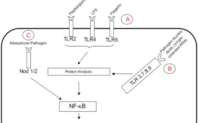 Gambar 1. Mekanisme pengenalan patogen pada innate immunity28      