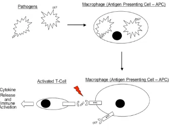 Gambar 2. Ilustrasi adaptive immunity30 