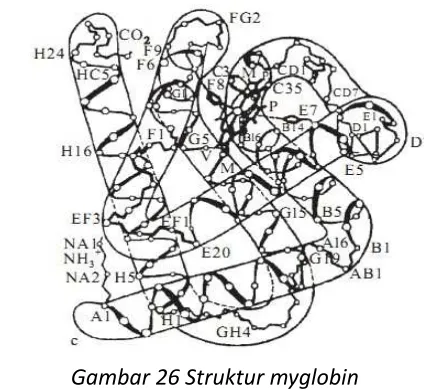 Gambar 26 Struktur myglobin