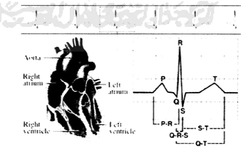 Gambar 2.1 Grafik Elektrokardiograf